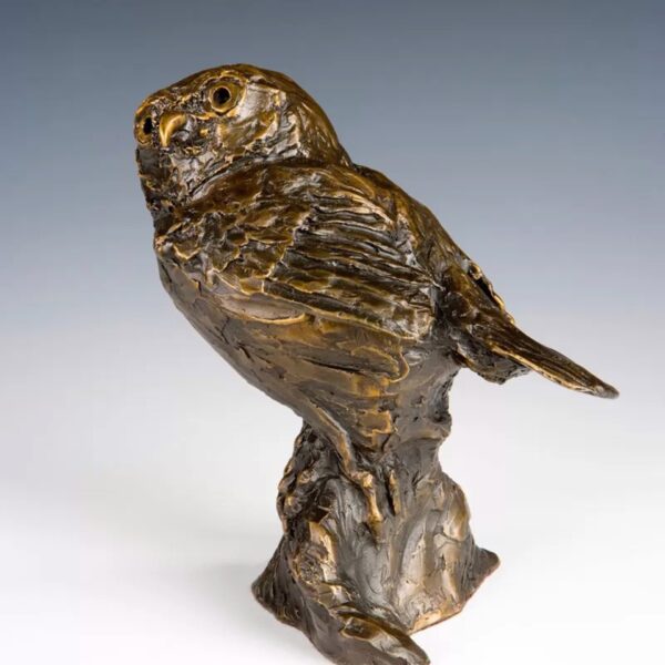 Pygmy Owl