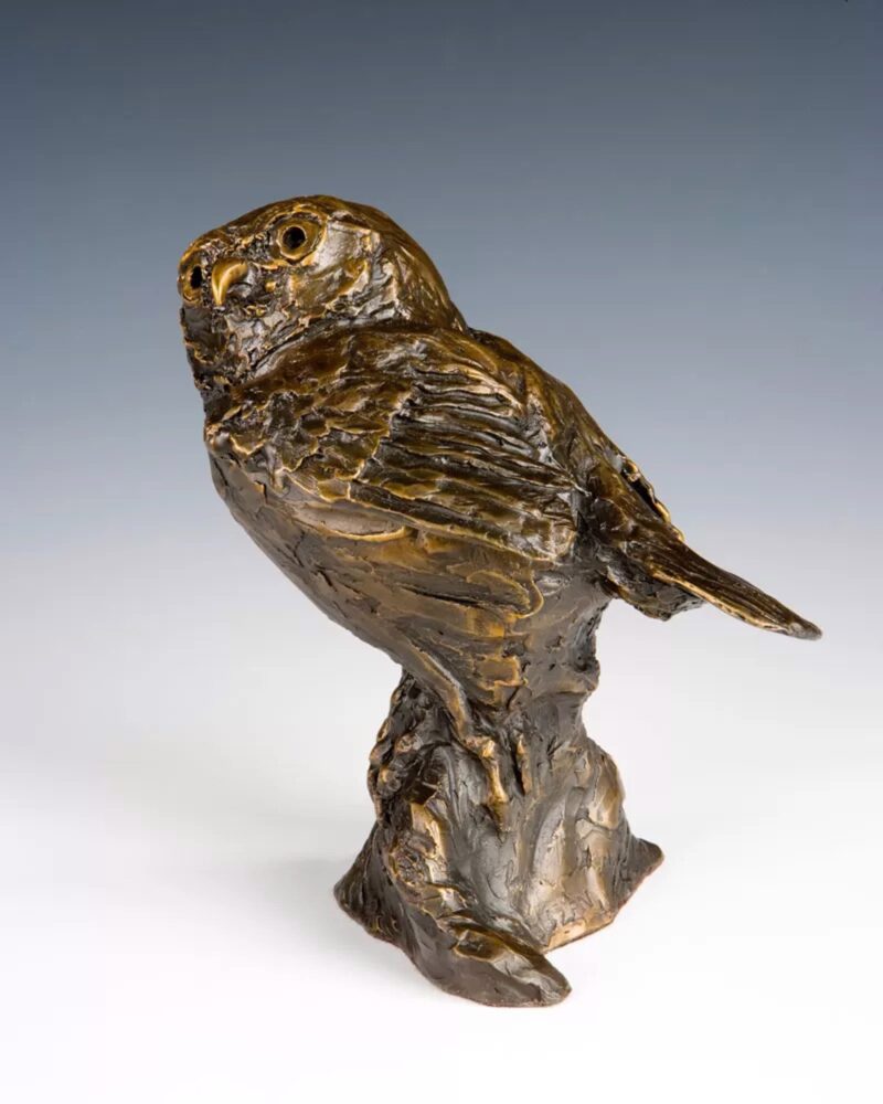 Pygmy Owl