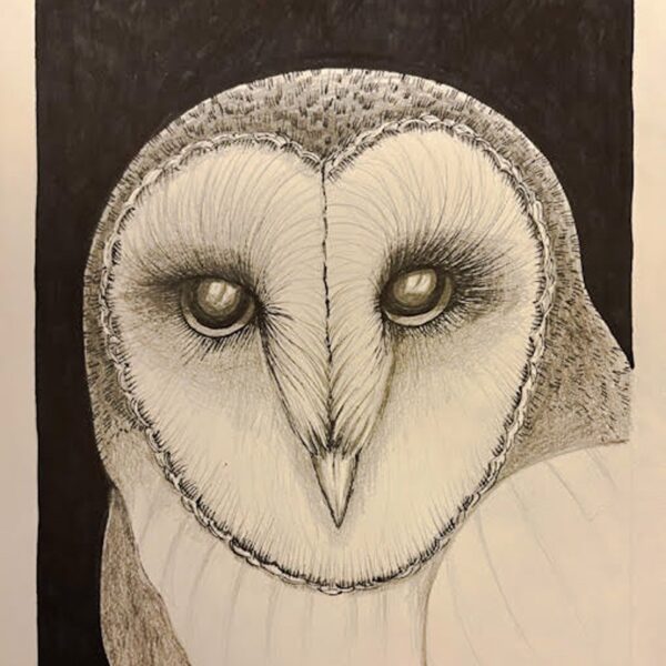 Barn Owl