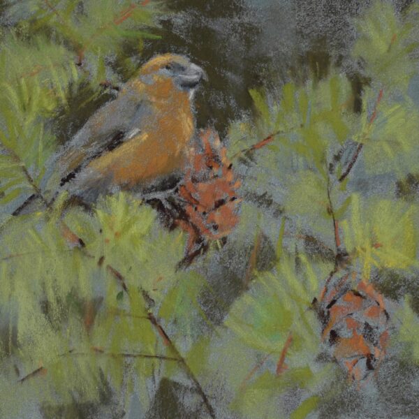 Crossbill, 2023