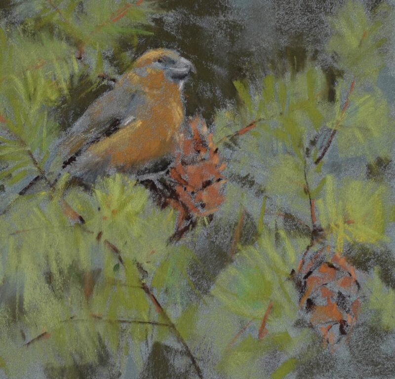 Crossbill, 2023